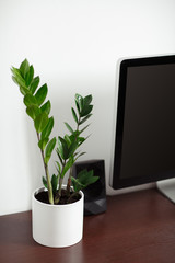 Work table, computer. with indoor plants zamiokulkas on white wall background. Workplace in the office