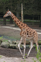 giraffe in the zoo