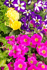 Colorful,bright street flower garden of different colors with the dominance of Petunia. A sample of urban landscaping, floral design.