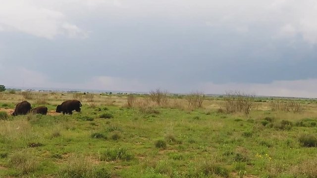 Buffalo Calf Running On Green Prairie- Caprock Canyon Texas.mov