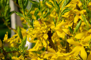 Blooming flower yellow bush in spring