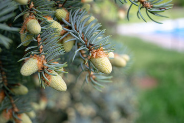 Young white cones on the fir tree close-up summer day in spring
