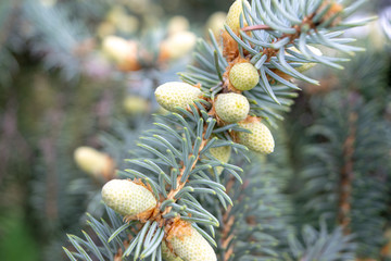 Young white cones on the fir tree close-up summer day