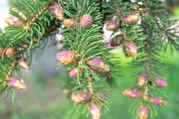 Young cones a lot in spring on a fir tree on a summer day