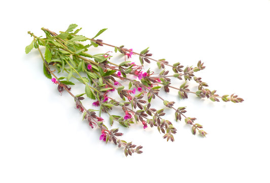 Teucrium or germanders. Isolated on white background