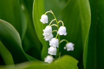 The first lily of the valley in spring close-up against the background of a leaf of green