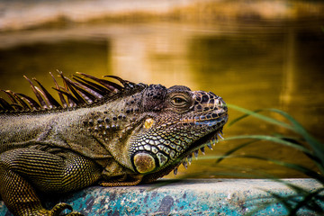 iguana in the zoo