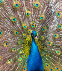 Obraz premium Portrait of a peacock in a zoo