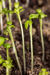 A small plant grows from the ground