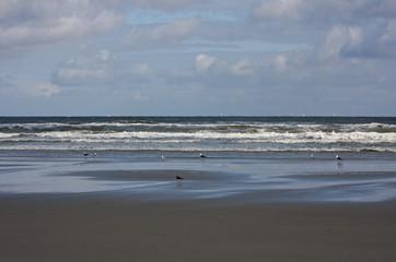 Fototapeta na wymiar Beach on Terschelling