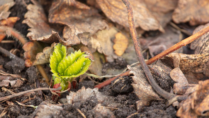 Strawberry leaves in early spring