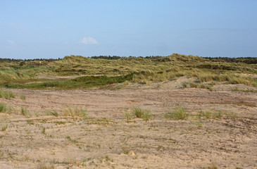 Obraz premium landscape with green field and blue sky at Terschelling