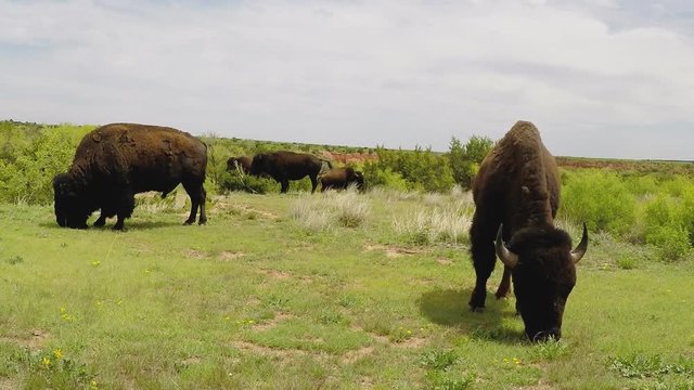 Buffalo Grazing On Green Grass Close- Caprock Canyon State Par