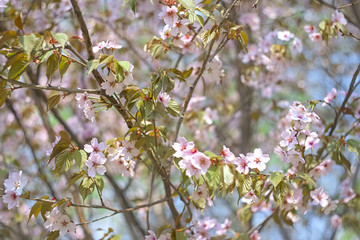 Spring cherry blossom in day light