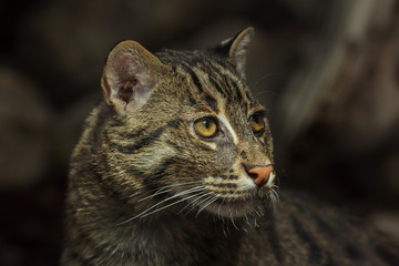 Naklejka na ściany i meble Fishing cat (Prionailurus viverrinus).