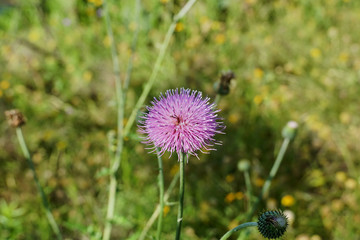 Field with Silybum marianum (Milk Thistle) , Medical plants.
