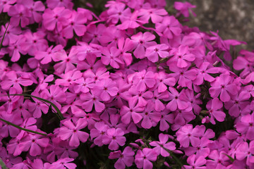 Creeping phlox (Phlox subulata)