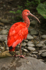Scarlet ibis (Eudocimus ruber).