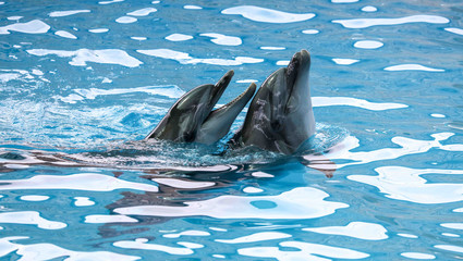 Two dolphins cuddle in the water