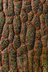 Natural dragon scale rock