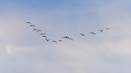 A flock of birds fly south on a blue sky