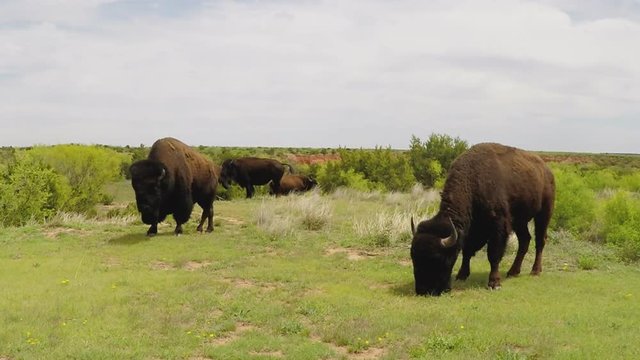 Buffalo Grazing On Green Grass Medium- Caprock Canyon State Park