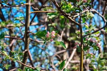 Abandoned orchards blooming in the spring