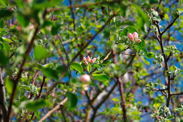 Abandoned orchards blooming in the spring