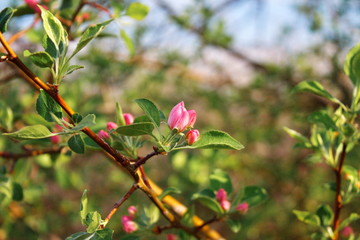 Abandoned orchards blooming in the spring