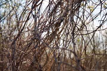 Old withered branches in the old garden