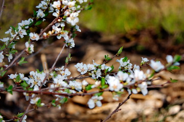 Abandoned orchards blooming in the spring