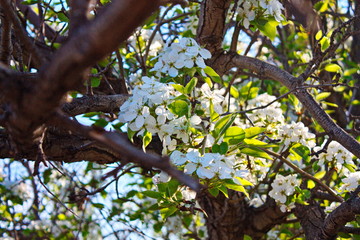 Abandoned orchards blooming in the spring