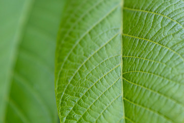 Green Old Walnut Leaves Closeup