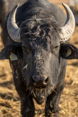 A black water buffalo at a farm in Burgenland, Austria