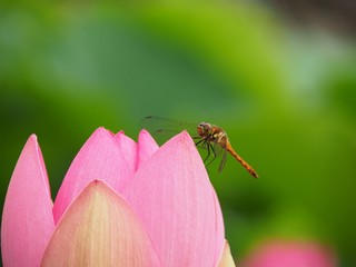Red Dragonfly on Flower