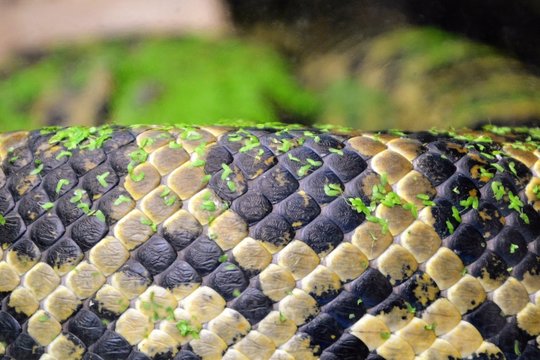 Close-up on the skin of the snake - yellow anaconda. The yellow anaconda Eunectes notaeus (also known as the Paraguayan anaconda) skin covered with green swampy vegetation