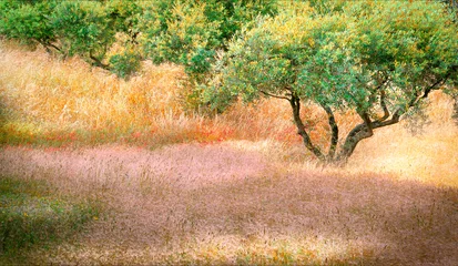Fototapeten Provence Frankrijk olijfbomen  © Adrien