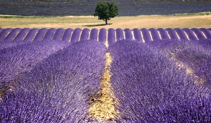Fototapeten Valensole Frankrijk lavendel velden © Adrien