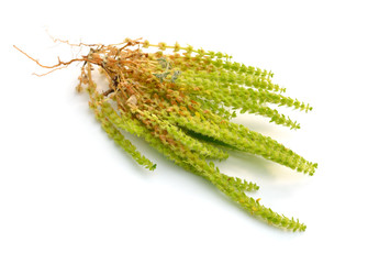 Valantia muralis plant. Isolated on white background