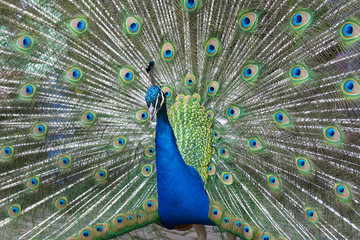 Obraz premium Peacock with feathers out