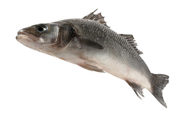 Sea bass fish isolated on white background