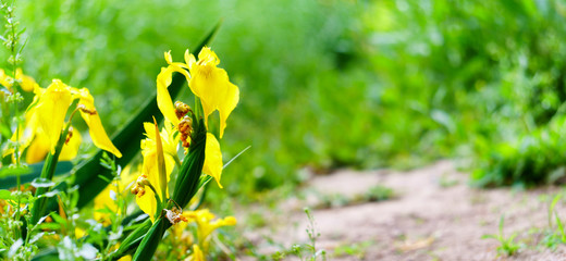 Panoramic view of yellow flag iris on the side of the esplanade in the wetland, yellow iris, iris pseudacorus