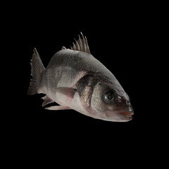 Sea bass live fish isolated on black background