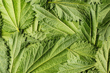 common nettle, stinging nettle - Urtica dioica, close up