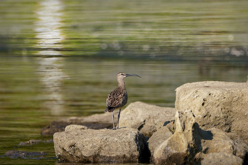 チュウシャクシギ　シギ科　水辺