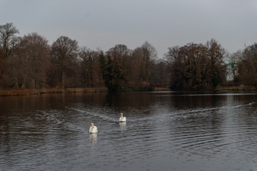 A swan on the shores of the lake. In the background swim ducks.