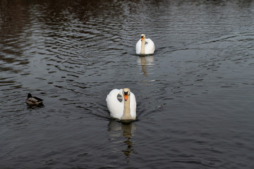 A swan on the shores of the lake. In the background swim ducks.