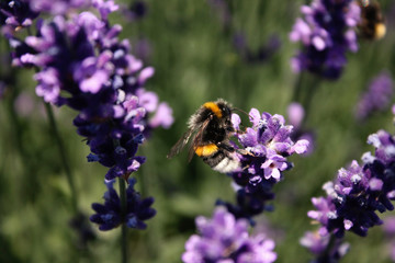 Hummel am Lavendel