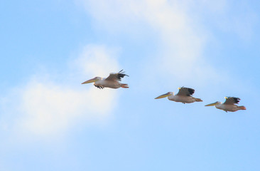 A flock of pelicans flying in the sky. Three birds fly in a row.
