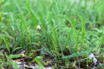 Emerald green leaves of yarrow